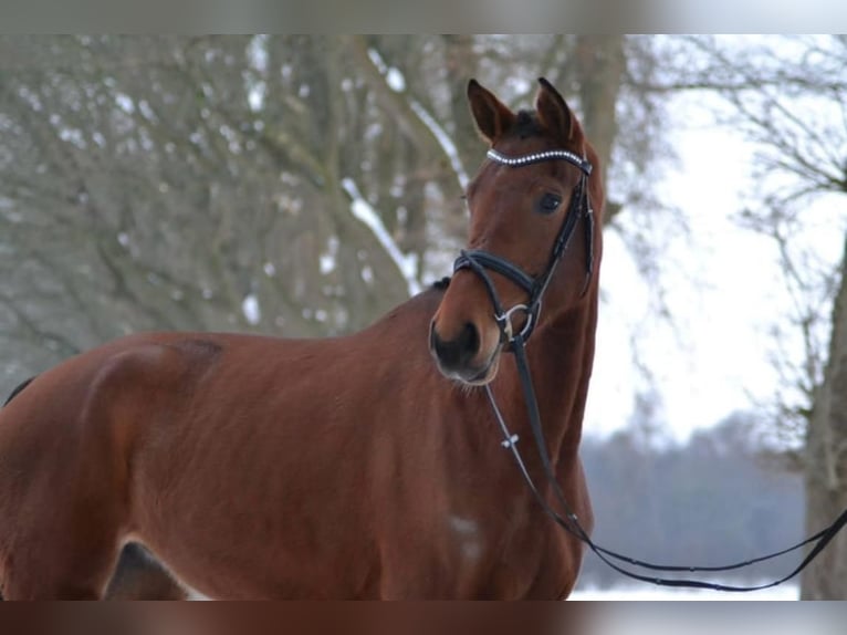 Holsteiner Jument 5 Ans 172 cm Bai in Mannheim