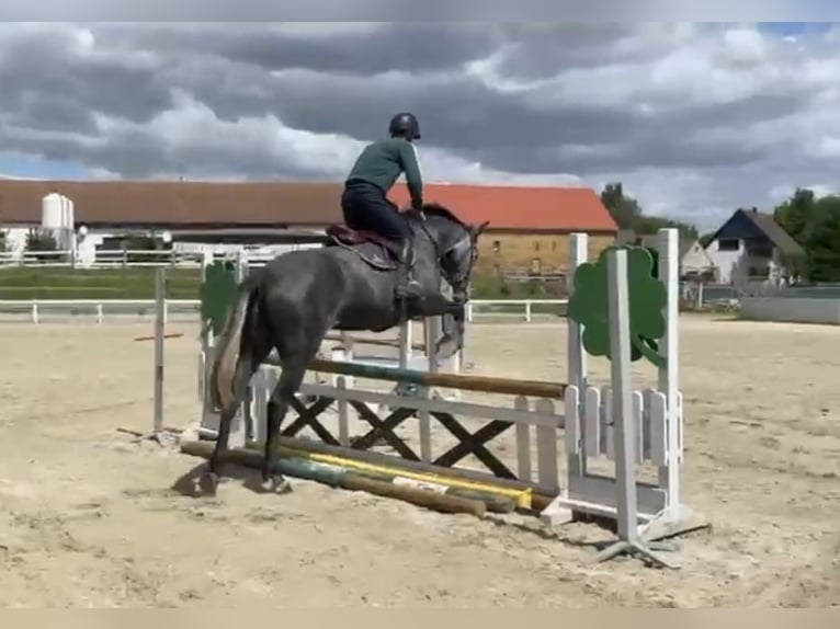 Holsteiner Jument 5 Ans 172 cm Peut devenir gris in Bad Schmiedeberg
