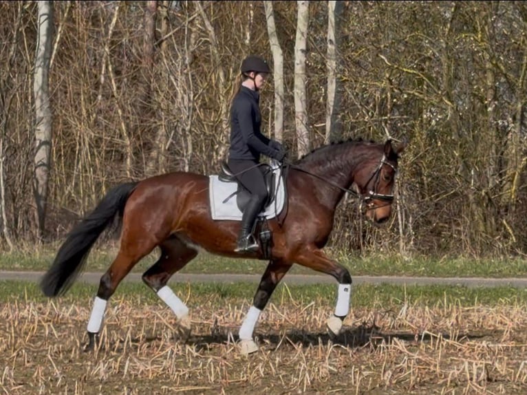 Holsteiner Jument 5 Ans 173 cm Bai in Wittingen
