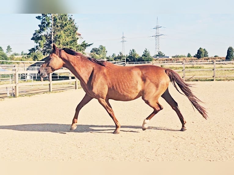 Holsteiner Jument 5 Ans 173 cm in Langenau