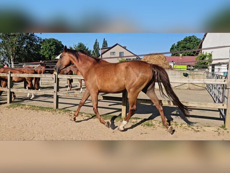 Holsteiner Jument 5 Ans 173 cm in Langenau