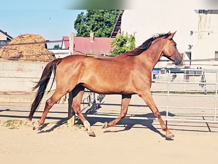 Holsteiner Jument 5 Ans 173 cm in Langenau
