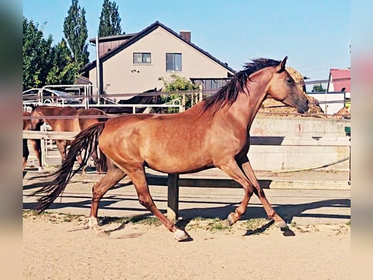 Holsteiner Jument 5 Ans 173 cm in Langenau