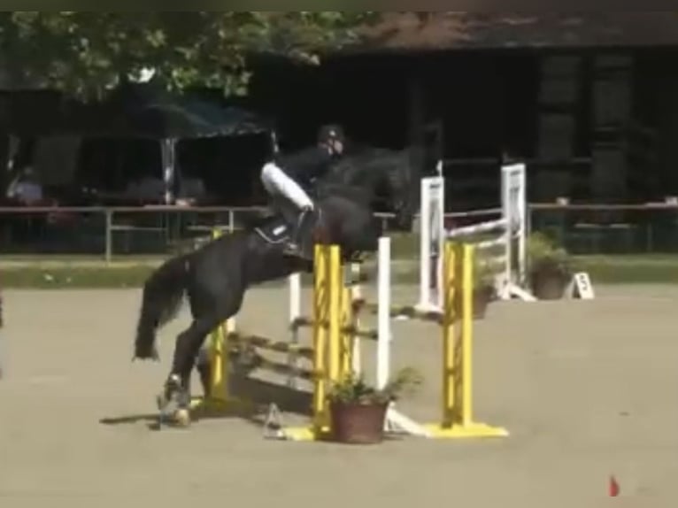 Holsteiner Jument 5 Ans 175 cm Noir in Bad Schönborn
