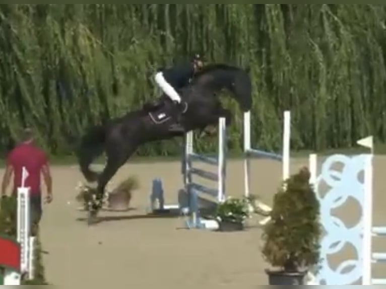 Holsteiner Jument 5 Ans 175 cm Noir in Bad Schönborn