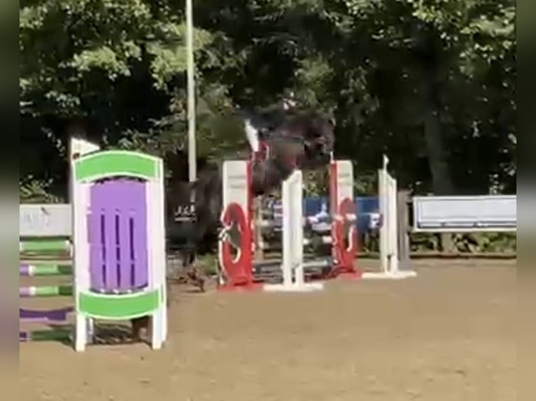 Holsteiner Jument 5 Ans 175 cm Noir in Bad Schönborn