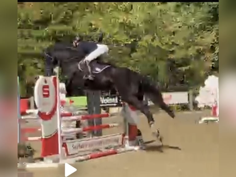 Holsteiner Jument 5 Ans 175 cm Noir in Bad Schönborn
