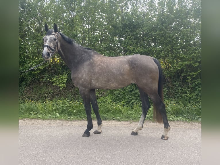 Holsteiner Jument 5 Ans 177 cm Gris in Gelting