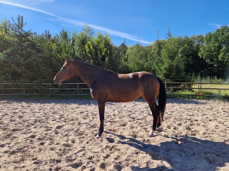Holsteiner Jument 5 Ans 186 cm Bai in Appen