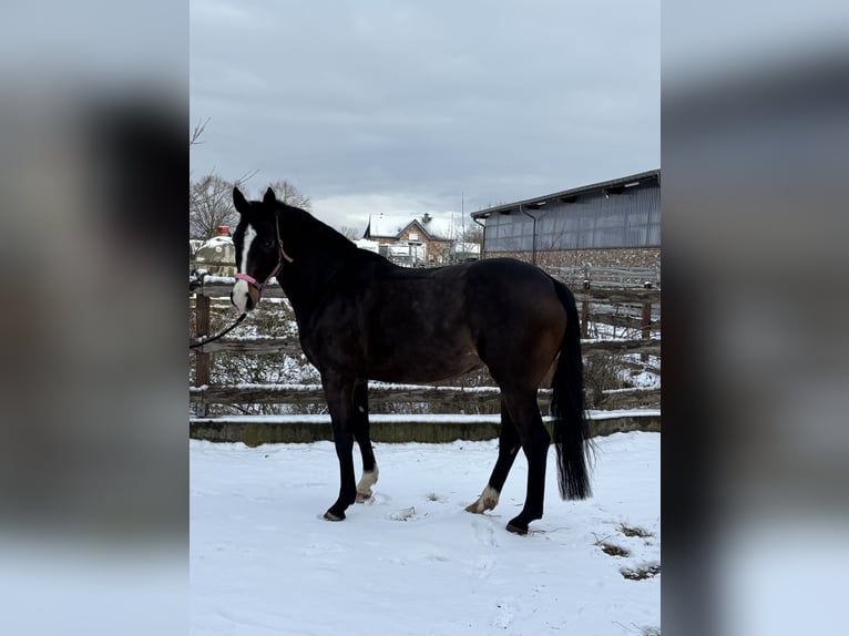 Holsteiner Jument 6 Ans 154 cm Bai brun in Grevenbroich
