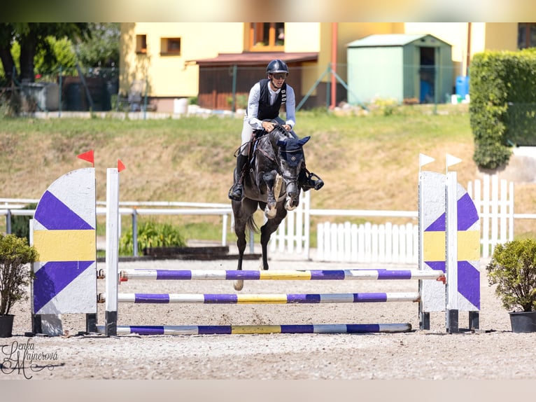 Holsteiner Jument 6 Ans 160 cm Gris in Zduchovice