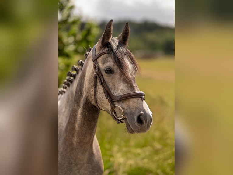 Holsteiner Jument 6 Ans 161 cm Gris noir in Modautal