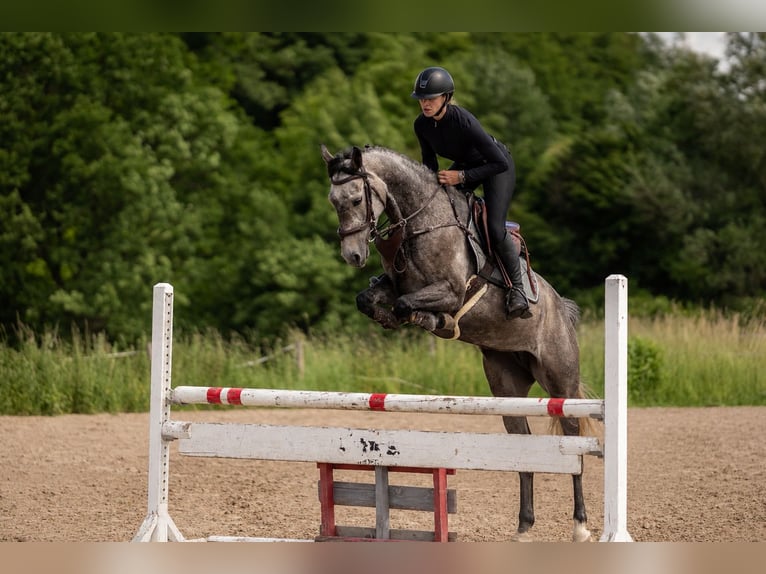 Holsteiner Jument 6 Ans 161 cm Gris noir in Modautal