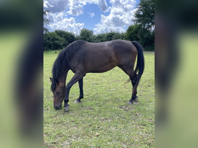 Holsteiner Jument 6 Ans 162 cm Bai brun in Freienwill