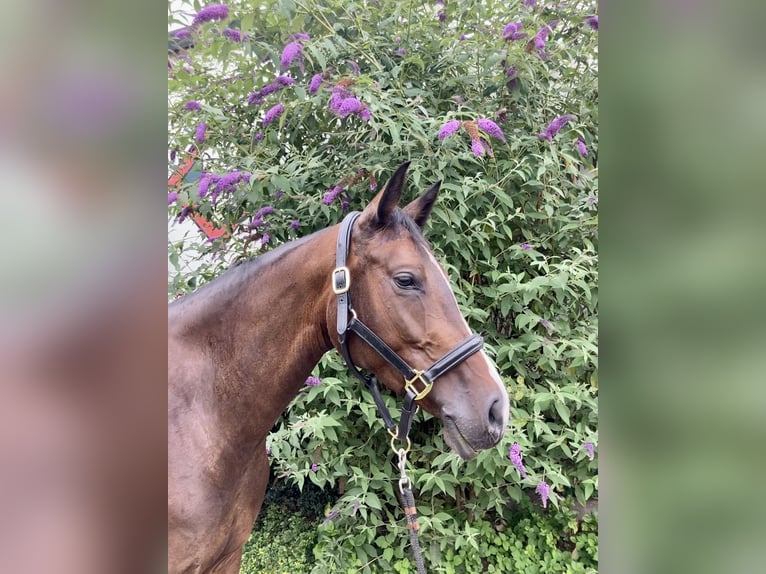 Holsteiner Jument 6 Ans 162 cm Bai brun in Leverkusen