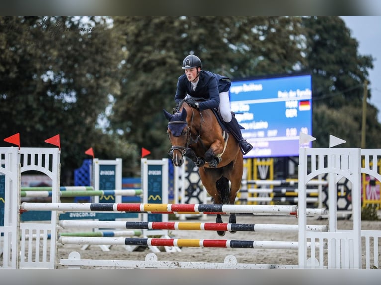 Holsteiner Jument 6 Ans 162 cm Bai in Salzhausen