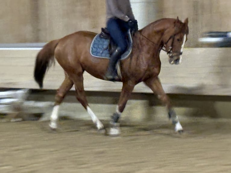 Holsteiner Jument 6 Ans 163 cm Alezan in Hainsfarth