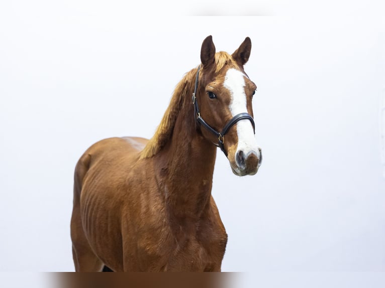 Holsteiner Jument 6 Ans 163 cm Alezan in Waddinxveen