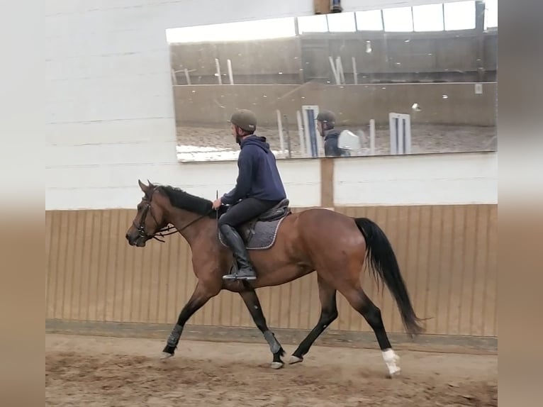 Holsteiner Jument 6 Ans 163 cm Bai in Chemnitz