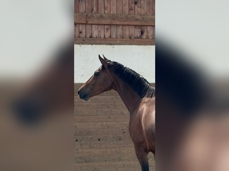 Holsteiner Jument 6 Ans 163 cm Bai in Chemnitz