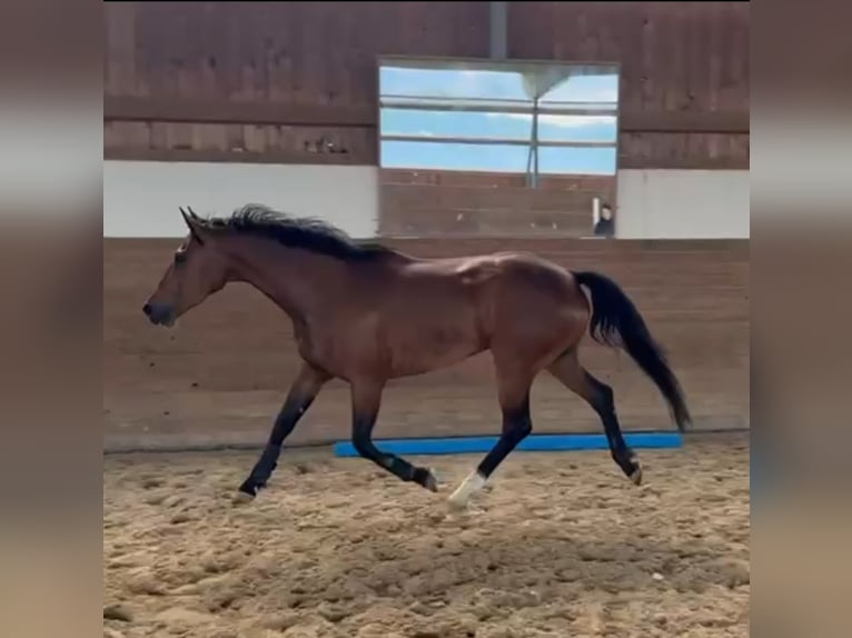 Holsteiner Jument 6 Ans 163 cm Bai in Chemnitz