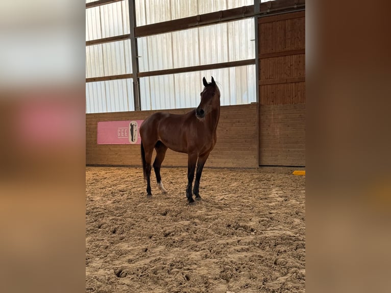 Holsteiner Jument 6 Ans 163 cm Bai in Chemnitz
