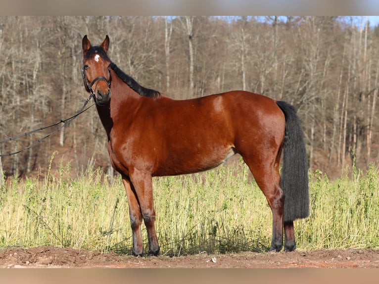 Holsteiner Jument 6 Ans 163 cm Bai in Lörrach