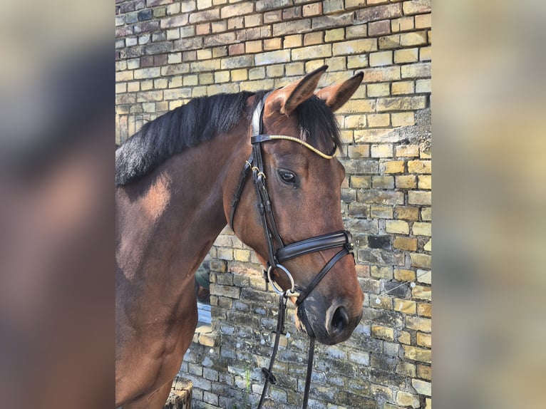 Holsteiner Jument 6 Ans 164 cm Bai brun in Hamm
