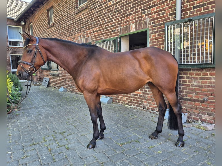 Holsteiner Jument 6 Ans 164 cm Bai brun in Hamm