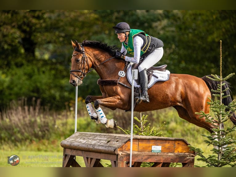 Holsteiner Jument 6 Ans 164 cm Bai in Langenhagen