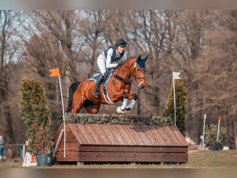 Holsteiner Jument 6 Ans 164 cm Bai in Langenhagen