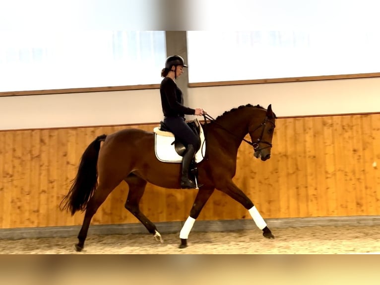 Holsteiner Jument 6 Ans 164 cm Bai in Dorsten