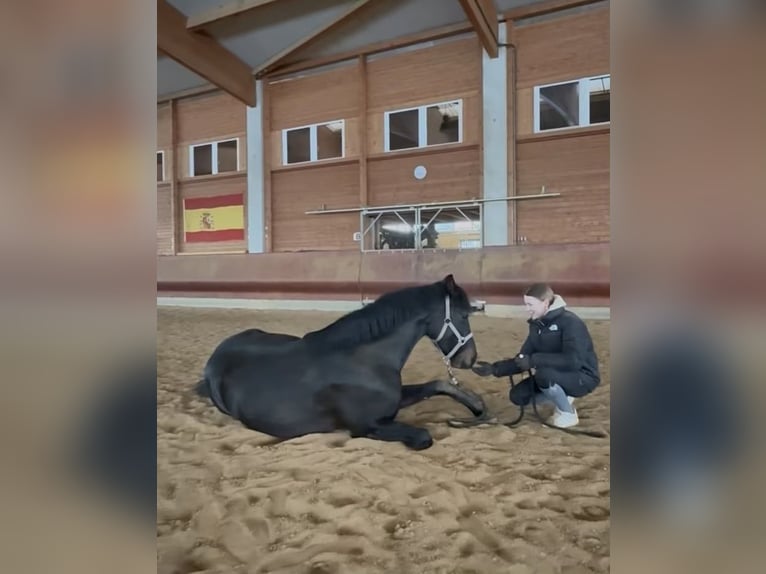 Holsteiner Croisé Jument 6 Ans 164 cm Bai in Achstetten