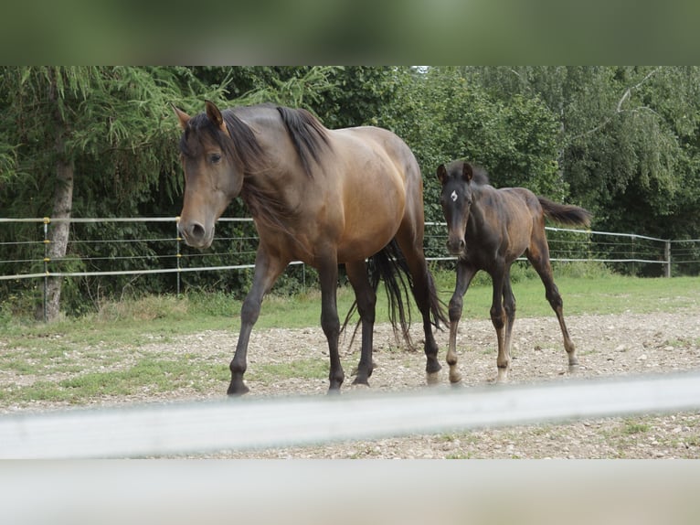 Holsteiner Croisé Jument 6 Ans 164 cm Bai in Achstetten
