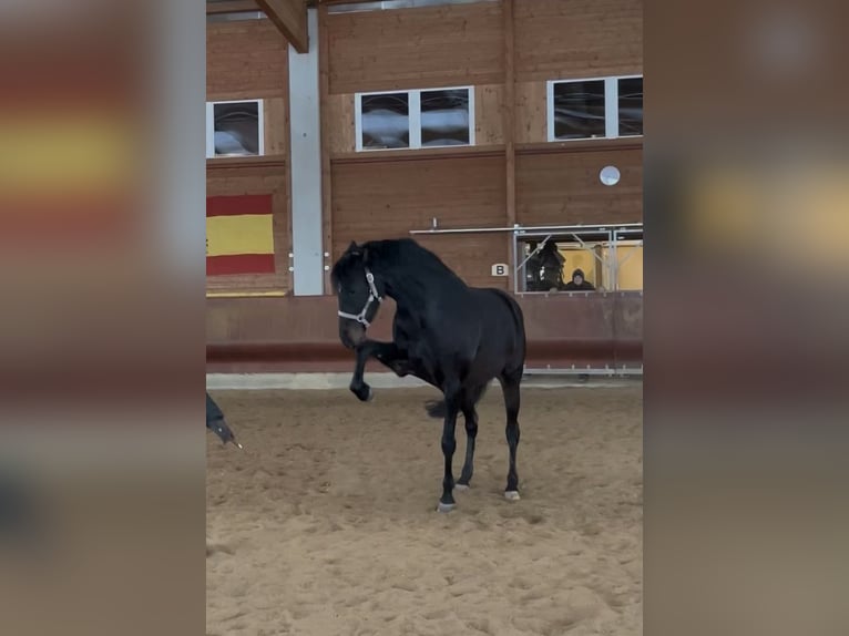 Holsteiner Croisé Jument 6 Ans 164 cm Bai in Achstetten