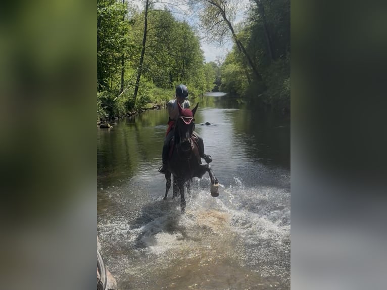 Holsteiner Croisé Jument 6 Ans 164 cm Bai in Achstetten
