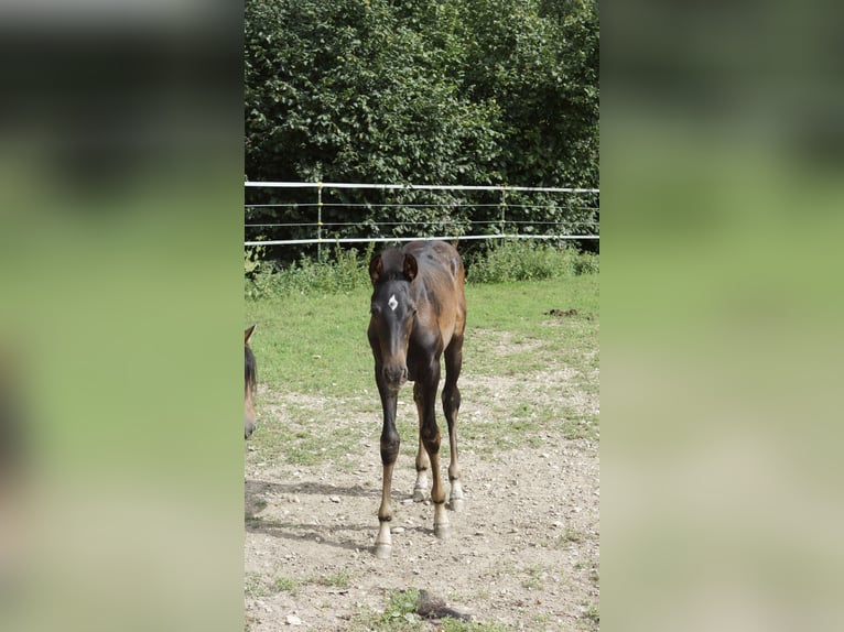 Holsteiner Croisé Jument 6 Ans 164 cm Bai in Achstetten