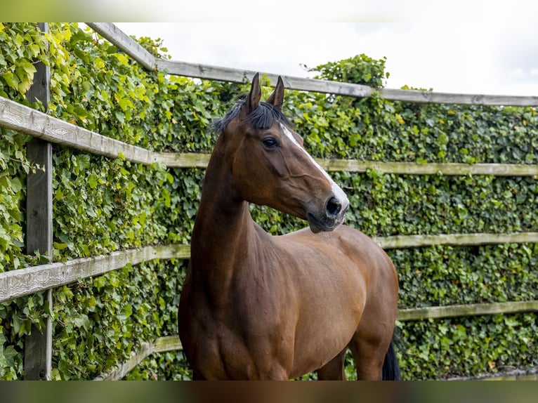 Holsteiner Jument 6 Ans 164 cm Bai in Waddinxveen