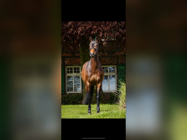 Holsteiner Jument 6 Ans 164 cm Bai in Nottuln