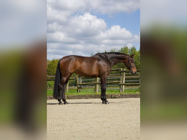Holsteiner Jument 6 Ans 164 cm Bai in Nottuln