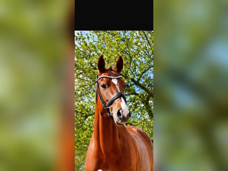 Holsteiner Jument 6 Ans 165 cm Alezan in Laer