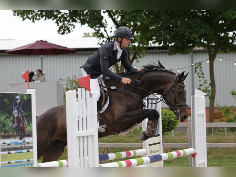 Holsteiner Jument 6 Ans 165 cm Bai brun in Wittenbergen