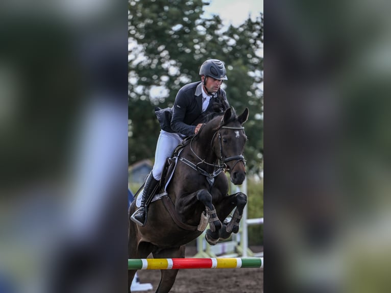 Holsteiner Jument 6 Ans 165 cm Bai brun in Wittenbergen