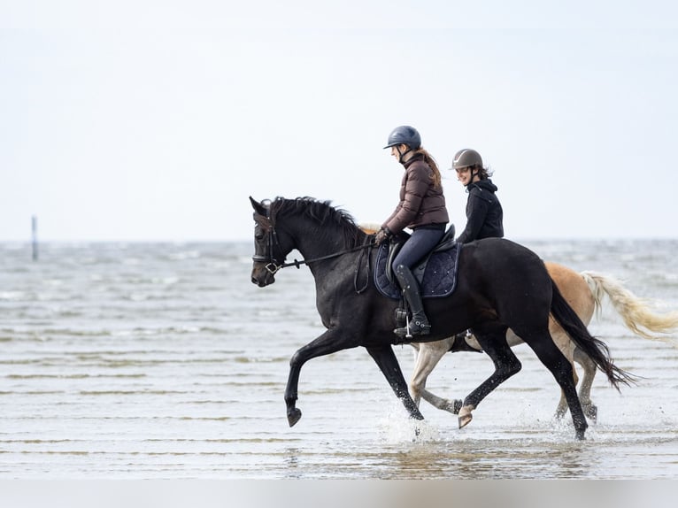 Holsteiner Jument 6 Ans 165 cm Bai brun foncé in Wilster