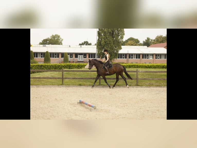 Holsteiner Jument 6 Ans 165 cm Bai brun foncé in Wilster