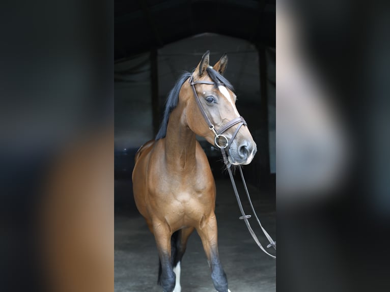 Holsteiner Jument 6 Ans 165 cm Bai in Geilenkirchen