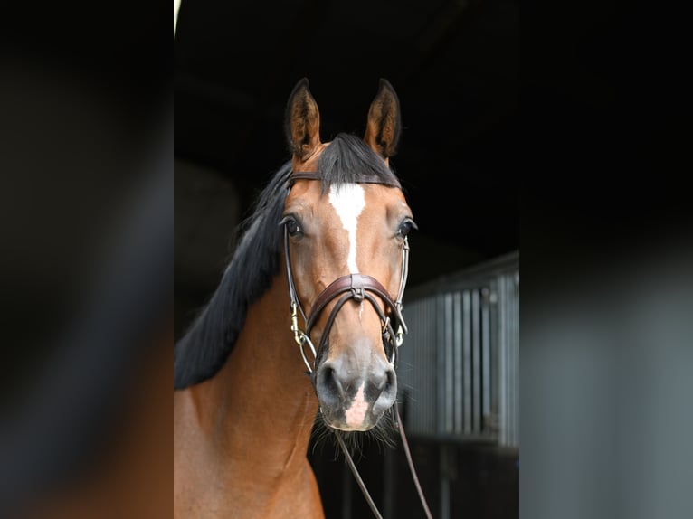 Holsteiner Jument 6 Ans 165 cm Bai in Geilenkirchen