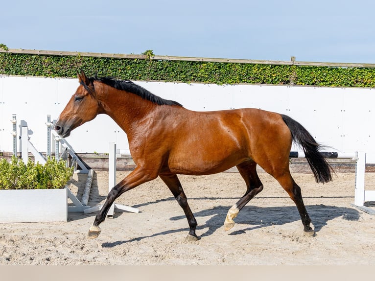 Holsteiner Jument 6 Ans 165 cm Bai in Waddinxveen