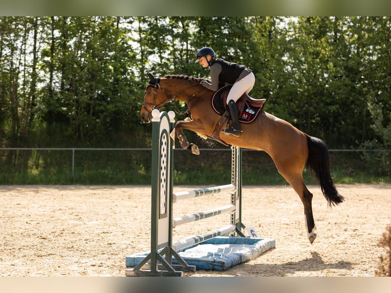Holsteiner Jument 6 Ans 165 cm Bai in Irmenach