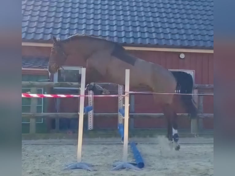 Holsteiner Jument 6 Ans 165 cm Bai in Weyhe